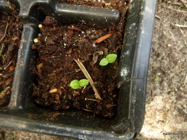 Hardy Hibiscus seedlings