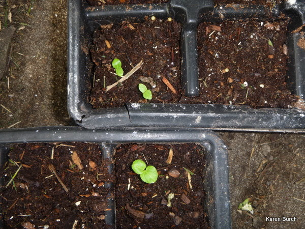 Hardy Hibiscus seedlings