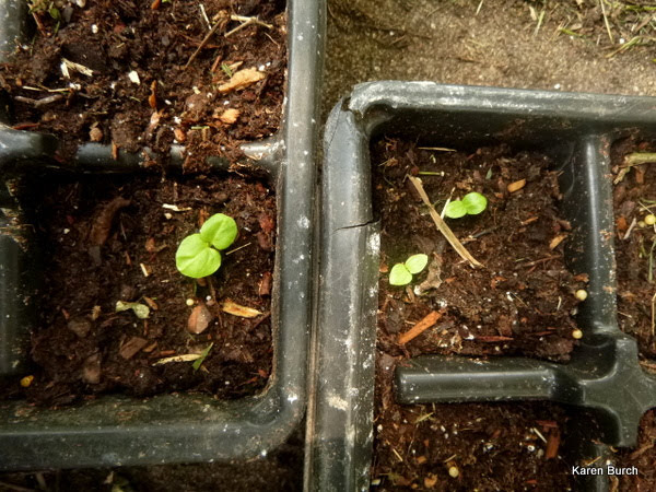Hardy Hibiscus seedlings