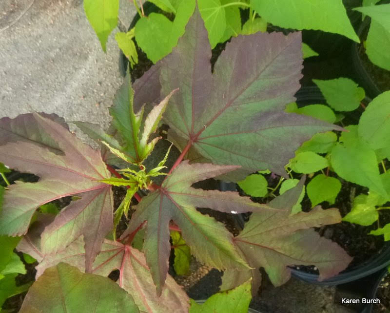 Lovely bronze leaves on hardy hibiscus.