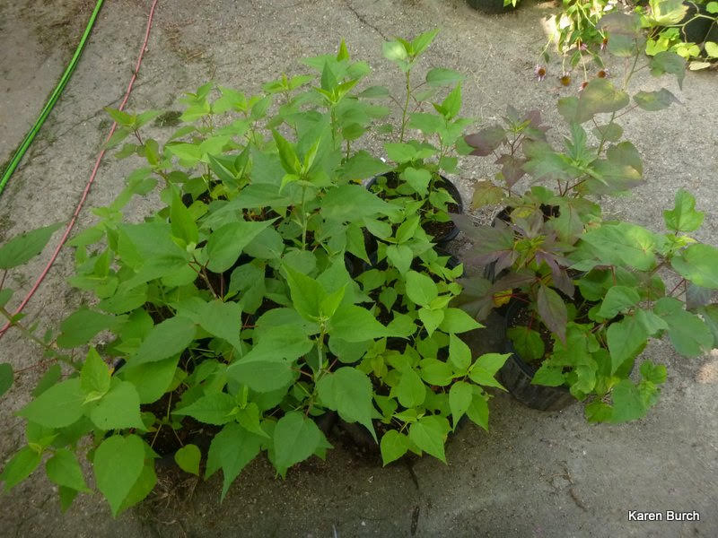 Hardy Hibiscus show variety in leaf form and color.