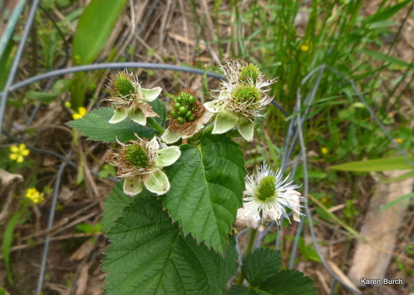 green thornless blackberries