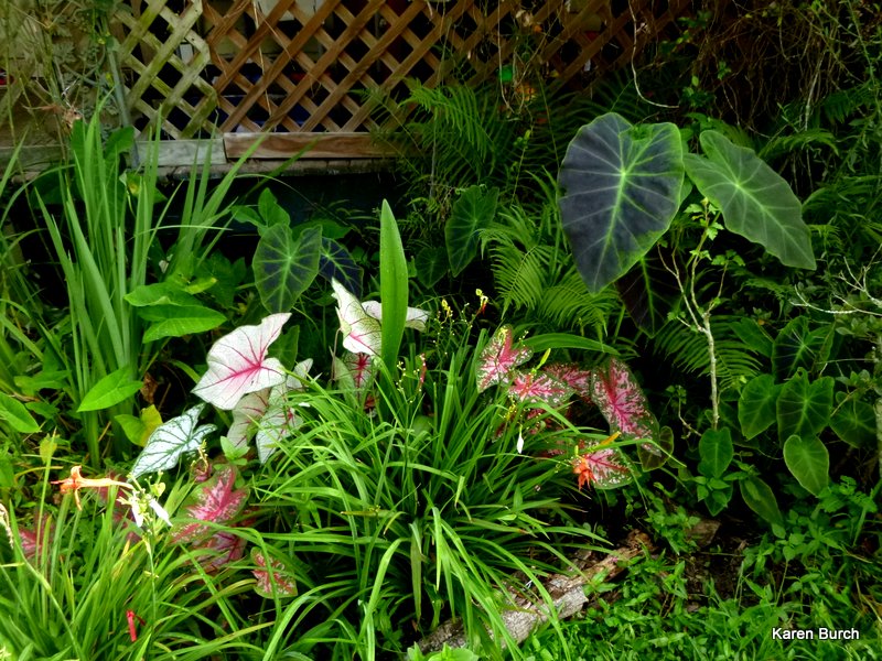 caldiums and illustris elphant ears