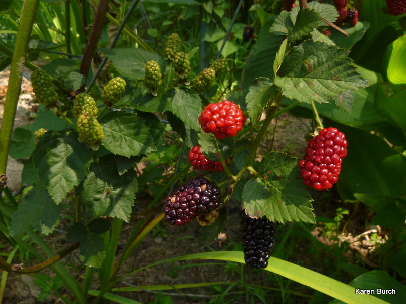 thornless blackberries