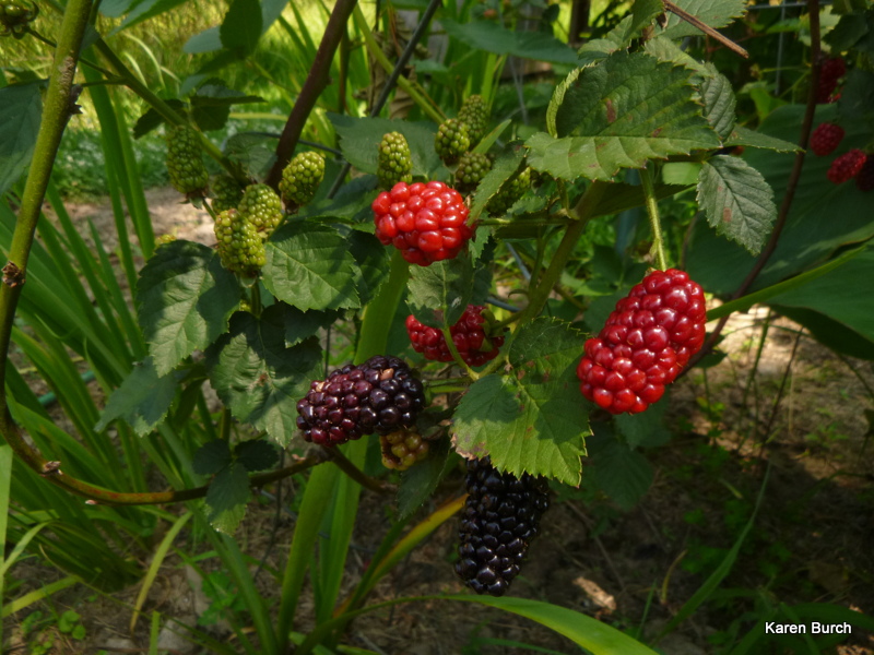 thornless blackberries