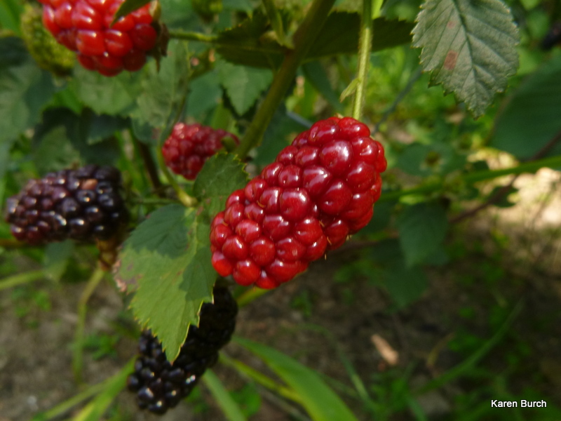 thornless blackberries