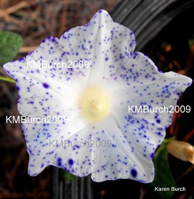 Japanese Morning Glory kikyo Blue