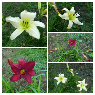 Red and Near White Daylily collage