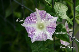 Japanese Morning Glory kikyo Purple