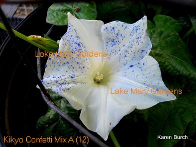 Japanese Morning Glory kikyo shibori blue