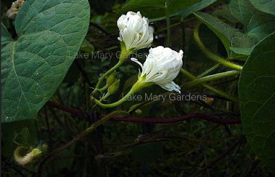 Japanese Morning Glory pollinating Gypsy Bride about to bloom