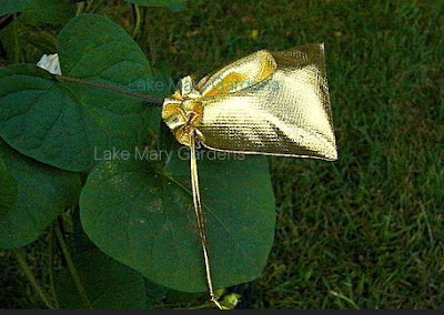 Japanese Morning Glory pollinating 
