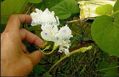 Japanese Morning Glory pollinating 