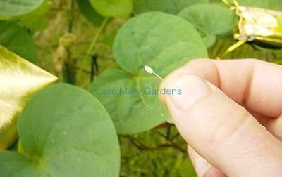 Japanese Morning Glory pollinating 