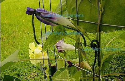 Large Flower Japanese morning glory self pollinating