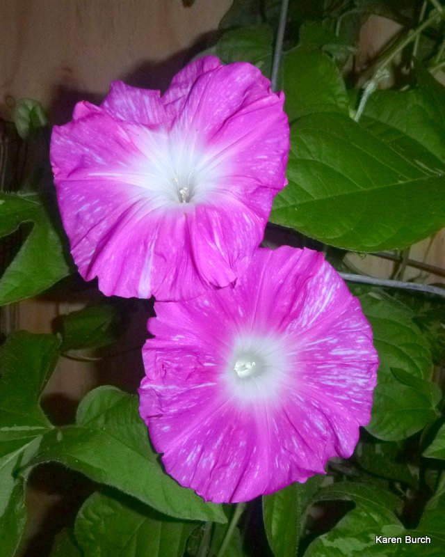 Japanese Morning Glory Hannahubuki