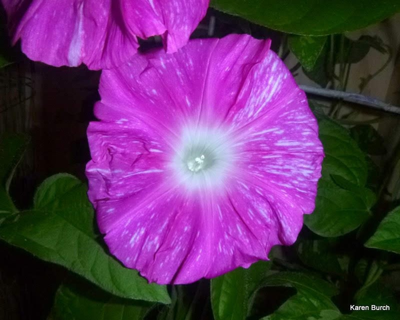 Japanese Morning Glory Hannahubuki close up