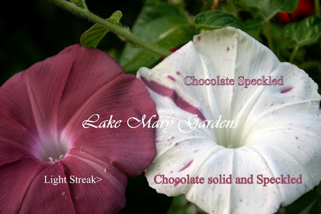 Japanese Morning Glory large flower  Chocolate and chocolate speckled 