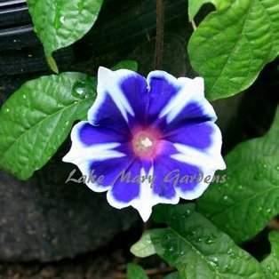 Japanese Morning Glory Kikyo Ice also called Snowflakes on ebay