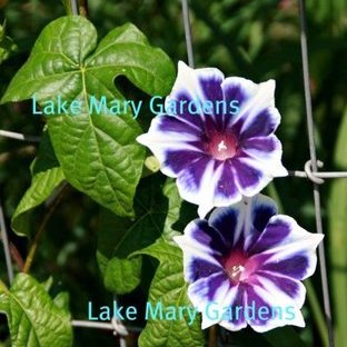 Japanese Morning Glory Kikyo Ice also called Snowflakes on ebay
