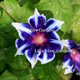 Japanese Morning Glory Kikyo Ice also called Snowflakes on ebay