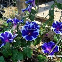 Japanese Morning Glory Kikyo Ice also called Snowflakes on ebay