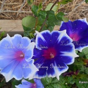 Japanese Morning Glory Kikyo lavendar and blue