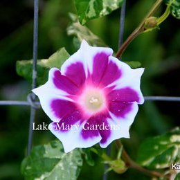 Japanese Morning glory Kikyo Ice Pink