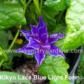 Japanese morning Glory Double Kikyo