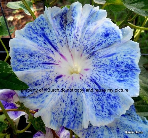 Japanese Morning Glory Large Flower Fujishibori Speckled Blue