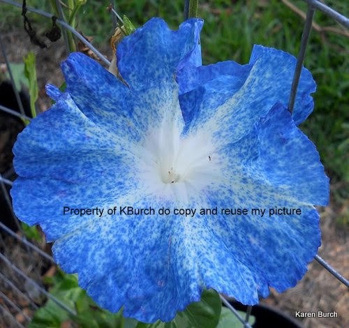 Japanese Morning Glory Large Flower Fujishibori Speckled Blue