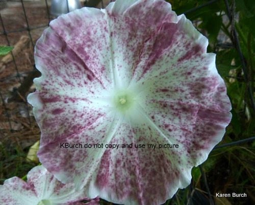 Japanese Morning Glory Large Flower Fujishibori Speckled Chocolate flower