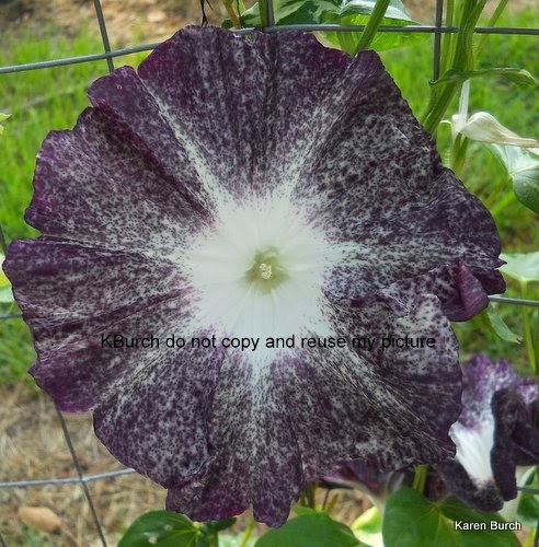 Japanese Morning Glory Large Flower Fujishibori Speckled Dusky