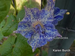 JMG speckled kikyo Blue