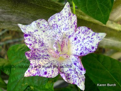 JMG speckled kikyo purple