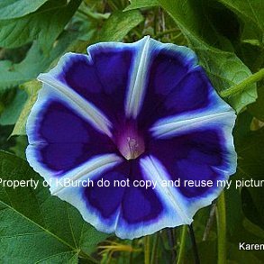 Japanese morning Glory youjiro maisugata