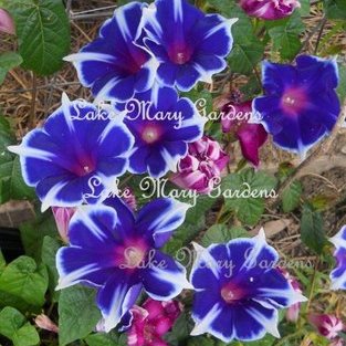Japanese Morning Glory Kikyo Ice also called Snowflakes on ebay