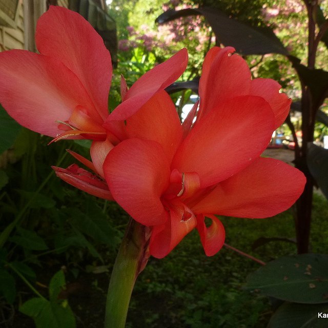 Coral color canna seedling