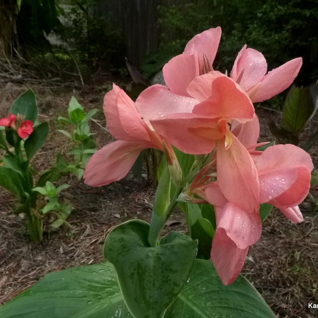 peachy pink canna seedling