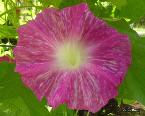 Japanese Morning Glory Hanahubuki