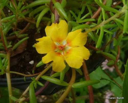 single bloom yellow moss rose