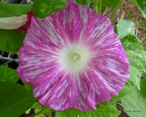Japanese Morning Glory Hanahubuki