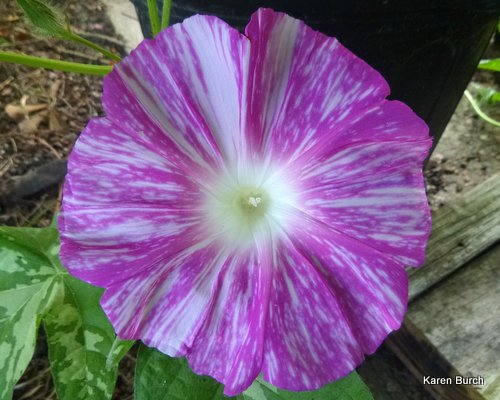 Japanese Morning Glory Hanahubuki