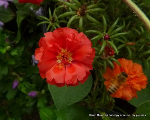 Red orange moss rose hige morning glories
