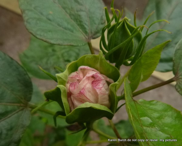 Hardy Hibiscus bud white red veins