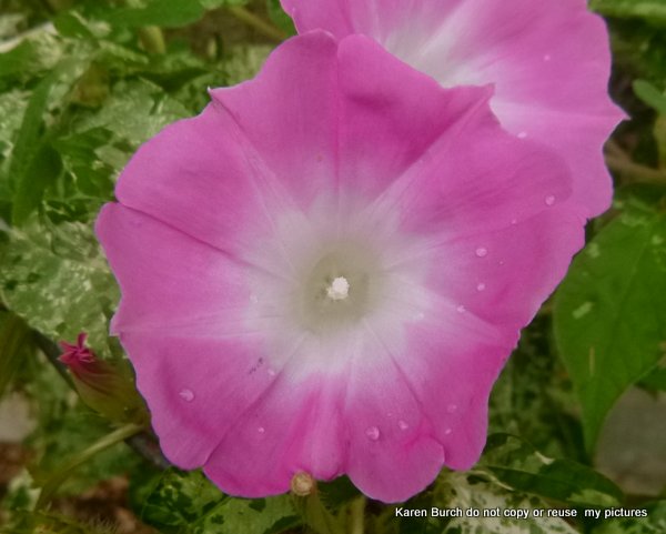 Japanese Morning Glory pink blooms miniature contracted variegated leaf