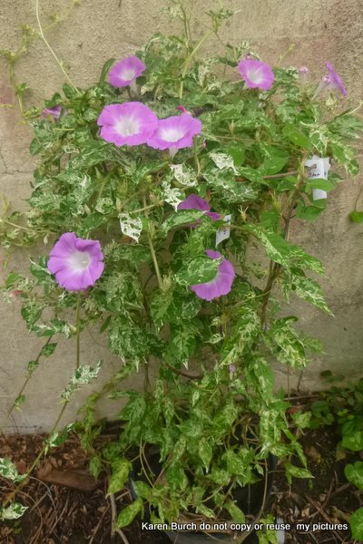 Japanese Morning Glory pink blooms miniature contracted variegated leaf