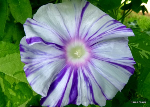 japanese morning glory large flower variegated vine