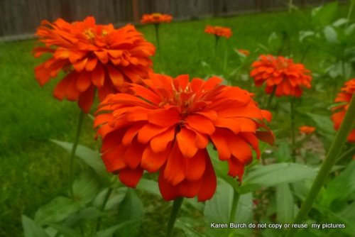 orange zinnias