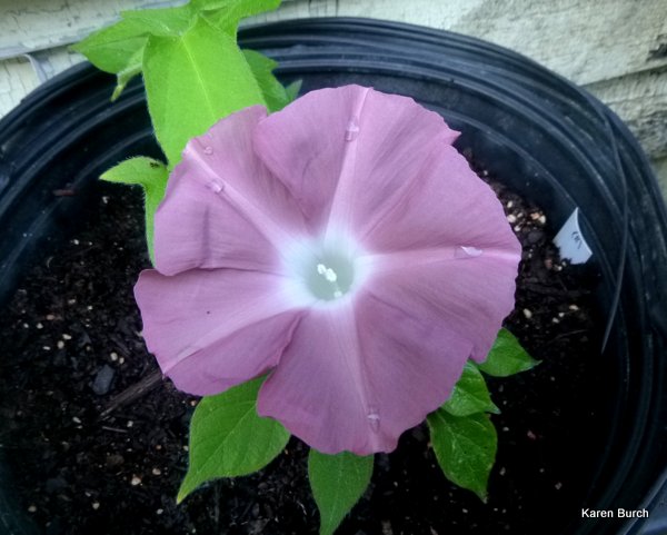 Japanese Morning Glory Kawaii dwarf trailing vine